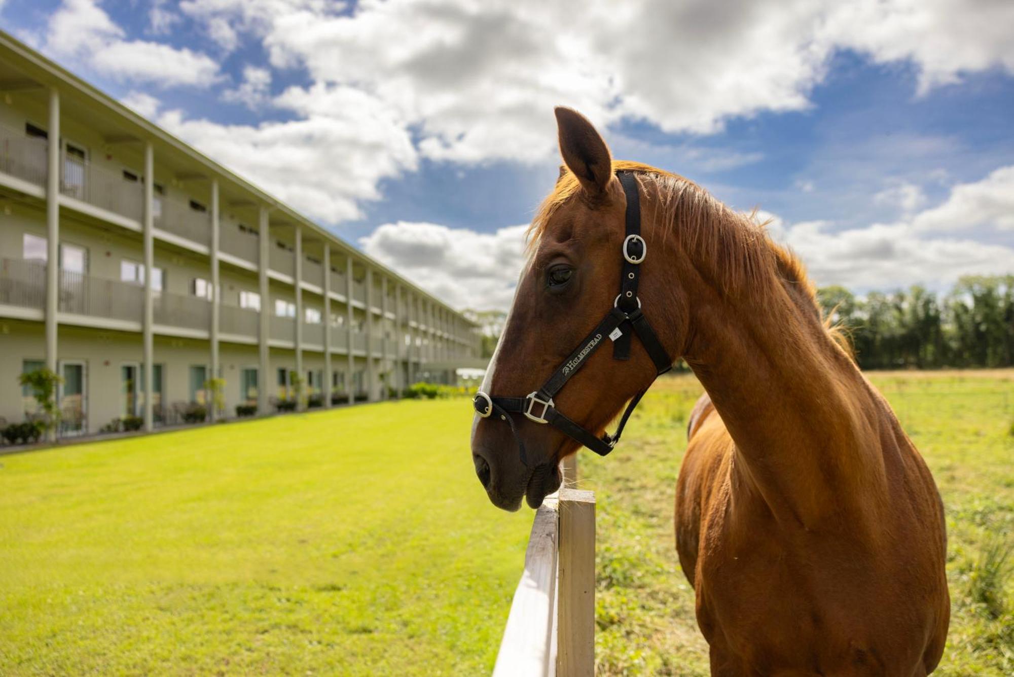 The Club Hotel At Goffs ネース エクステリア 写真